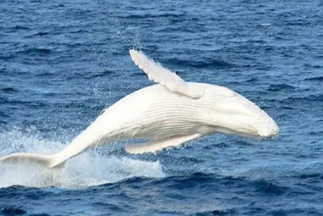 The Mysterious Albino Humpback Whales